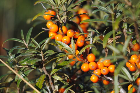 Sea buckthorn on the plant