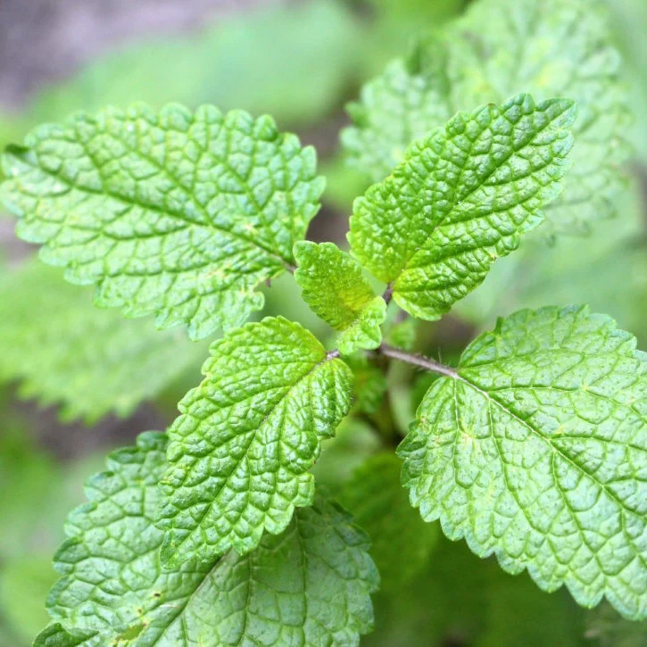 Lemon balm on the plant