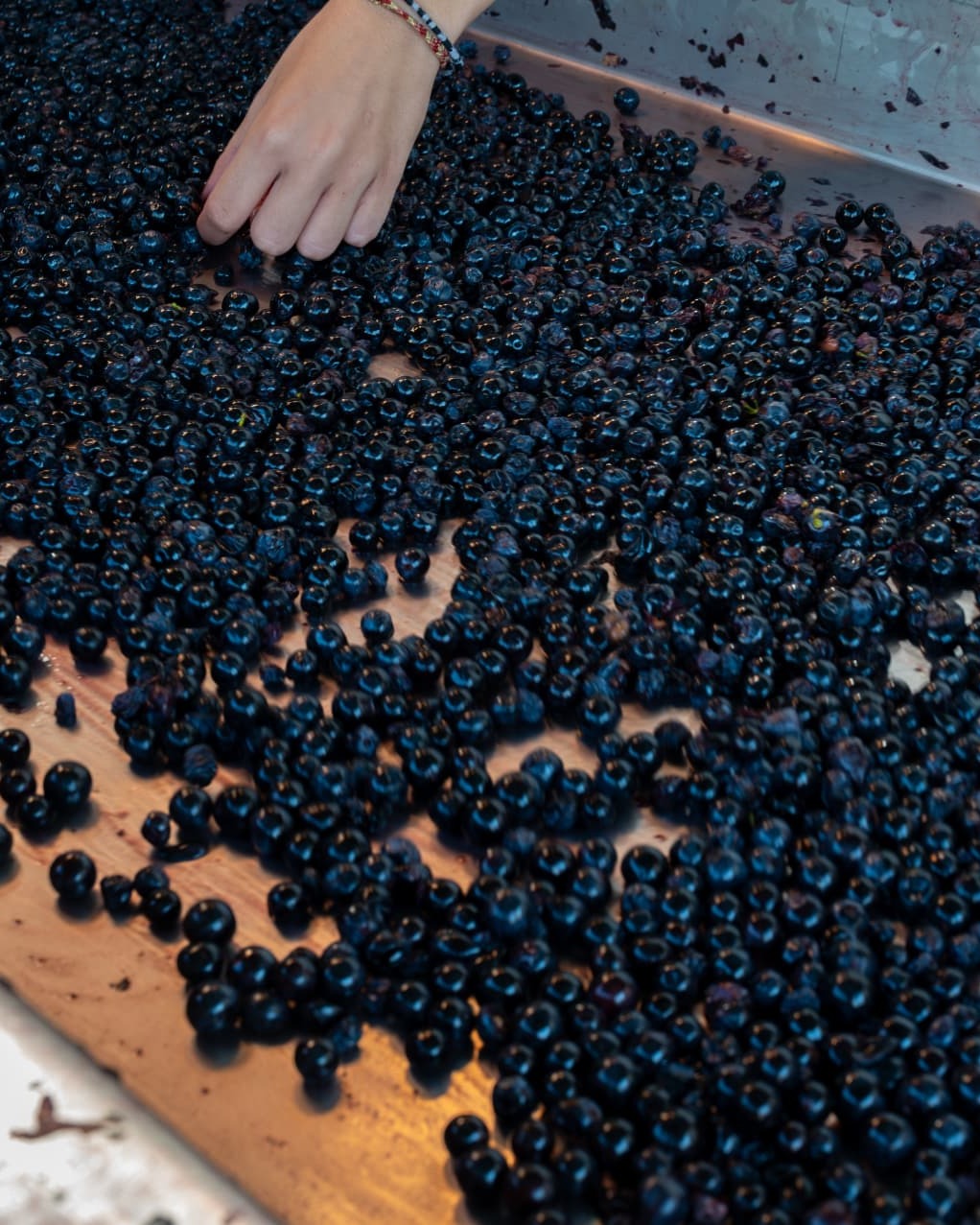 A hand sorting freshly picked dark berries on a steel tray