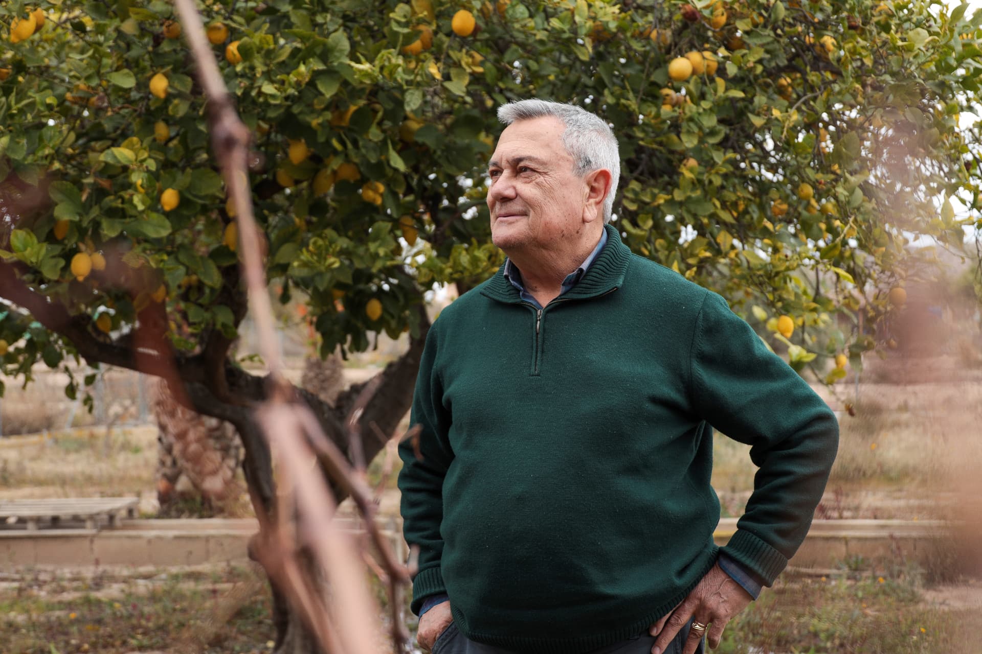 Mature citrus trees in a sunlit orchard