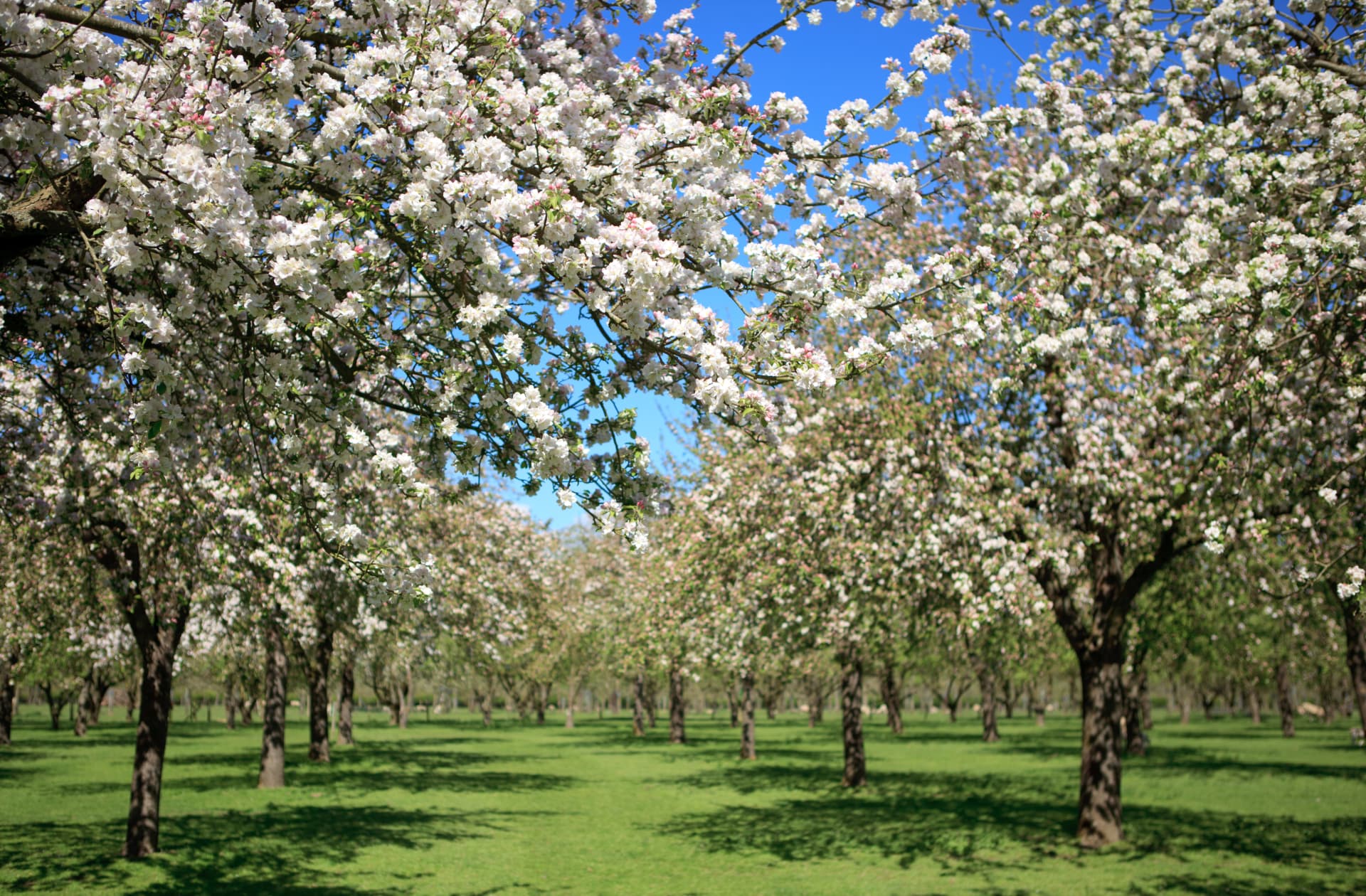 Apple orchard in full white blossom under a clear blue sky
