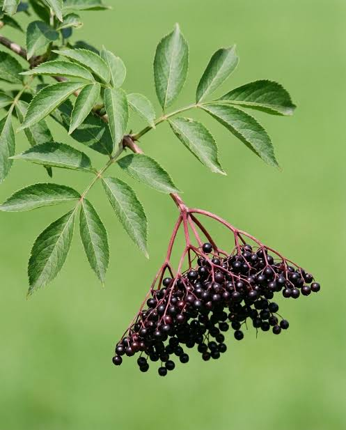 Elderberry on the plant