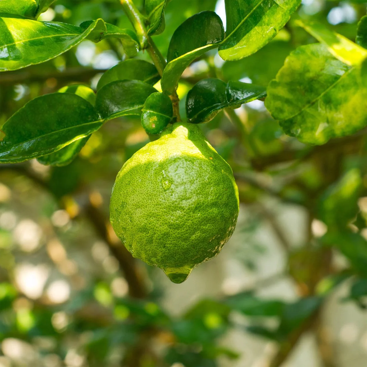 Bergamot on the plant