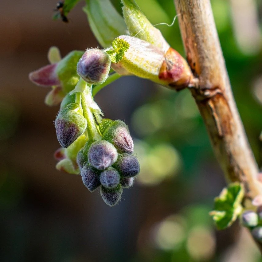 A macro photograph of young blackcurrant buds on the branch