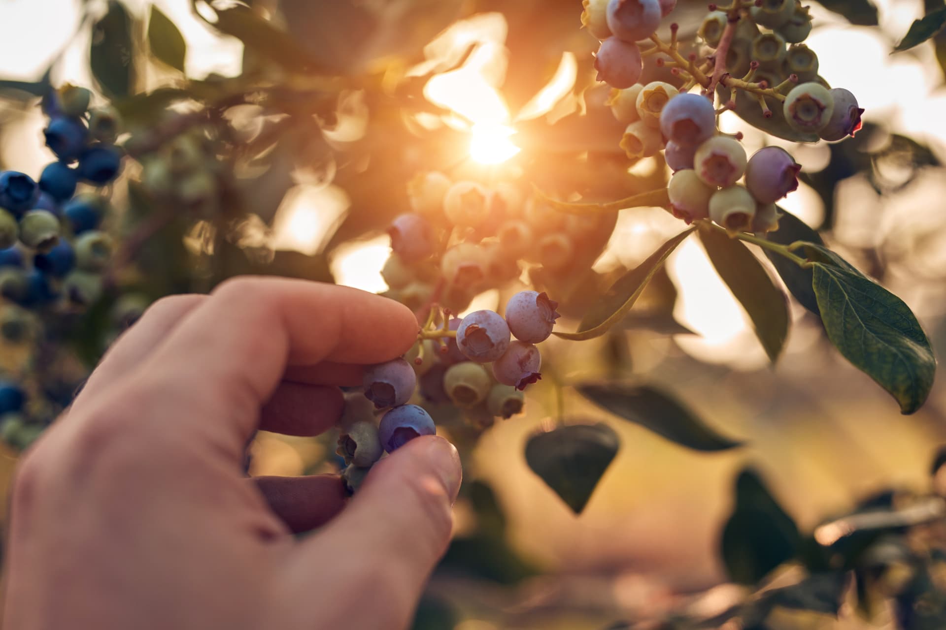 A hand picking ripe berries from the plant in low evening sun