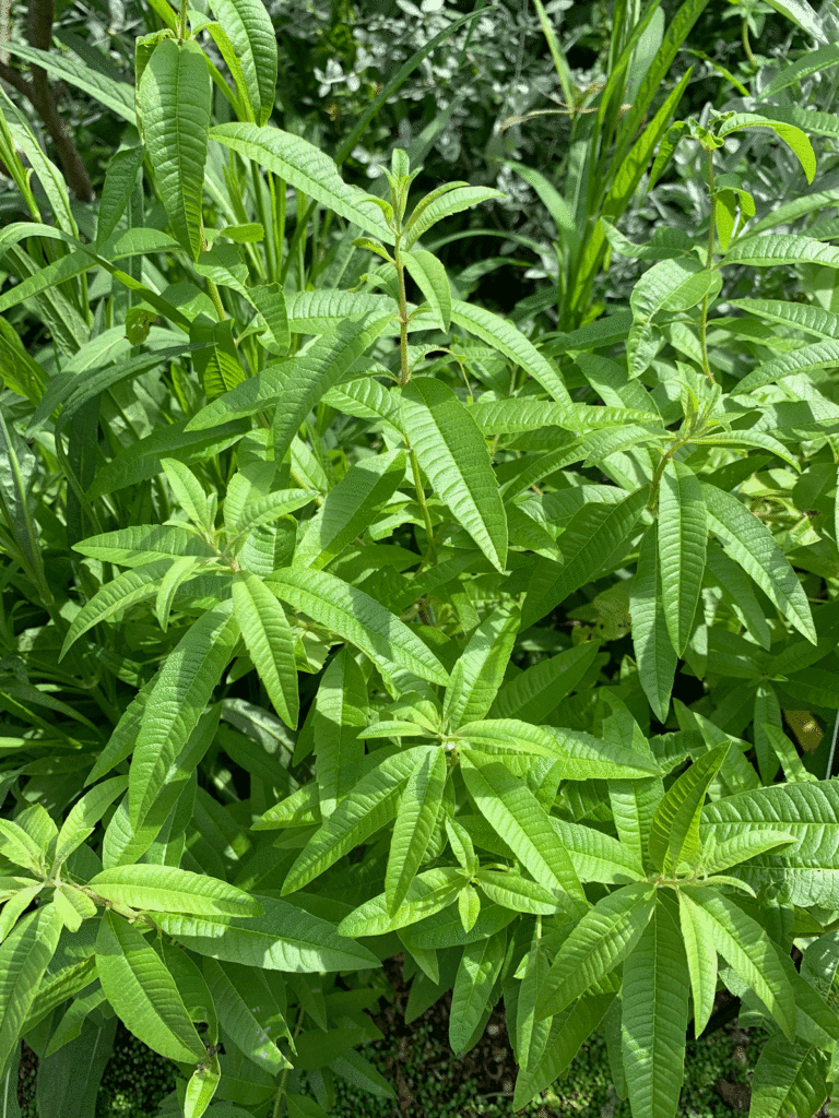 Lemon verbena on the plant