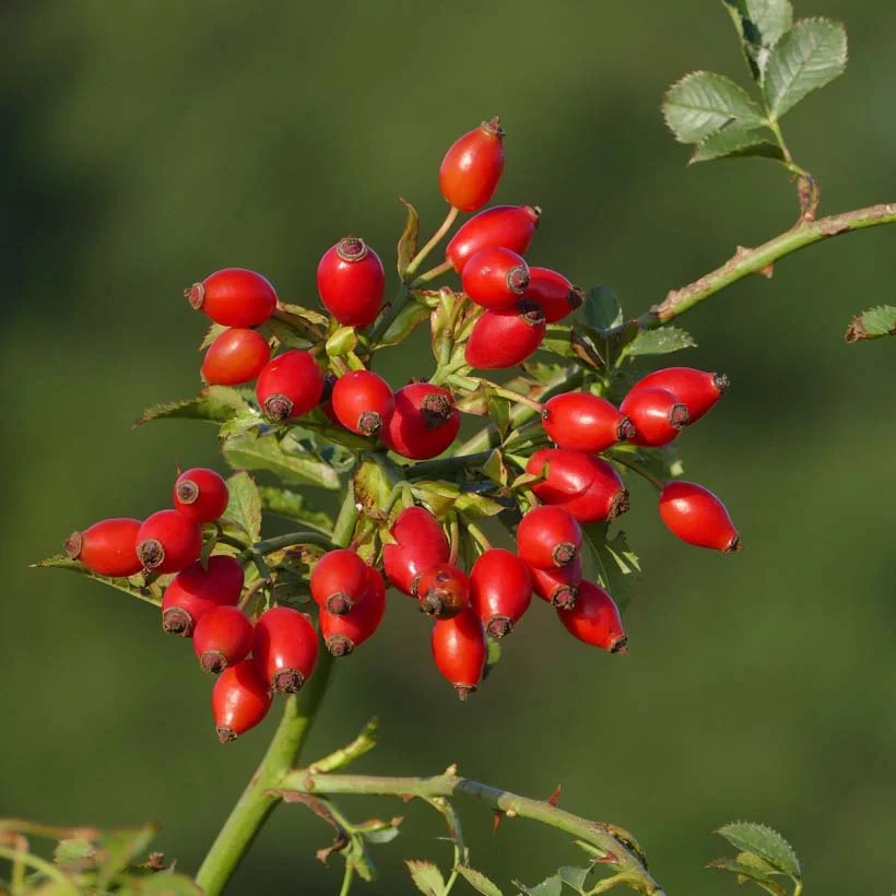 Rosehip on the plant