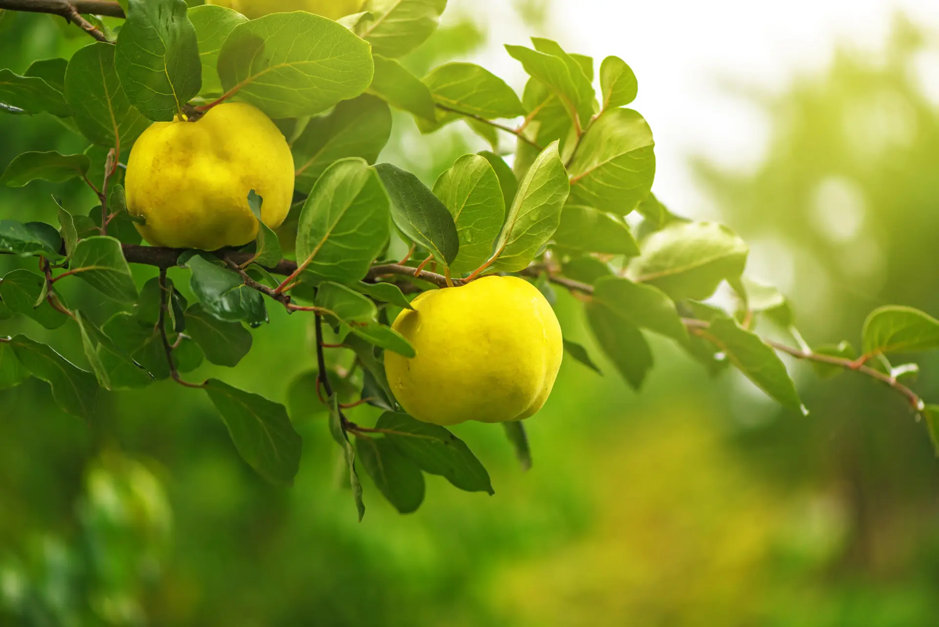 Quinces hanging on the branch among green leaves
