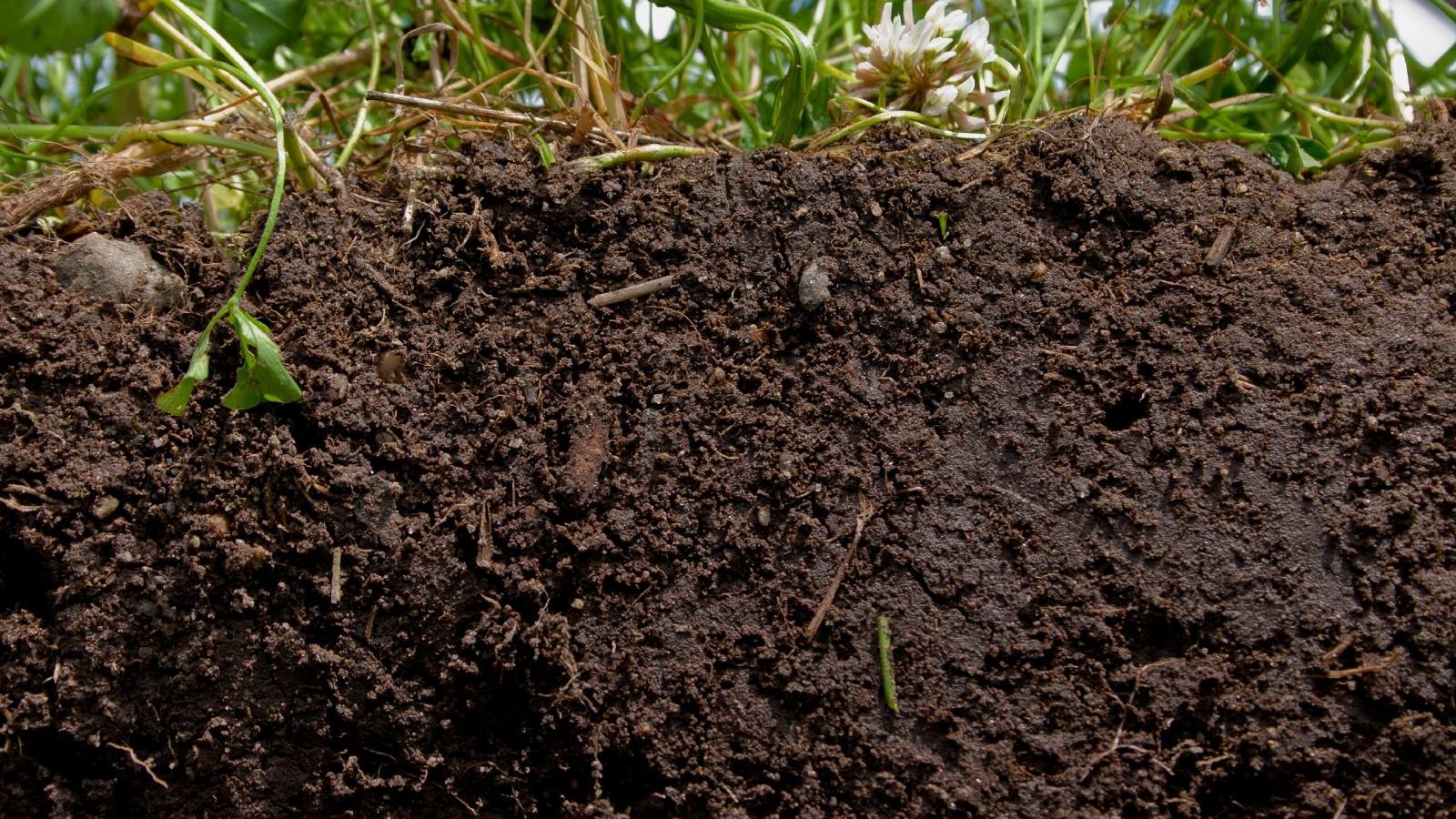 A cross-section of topsoil showing its crumbly texture, roots and clover at the surface