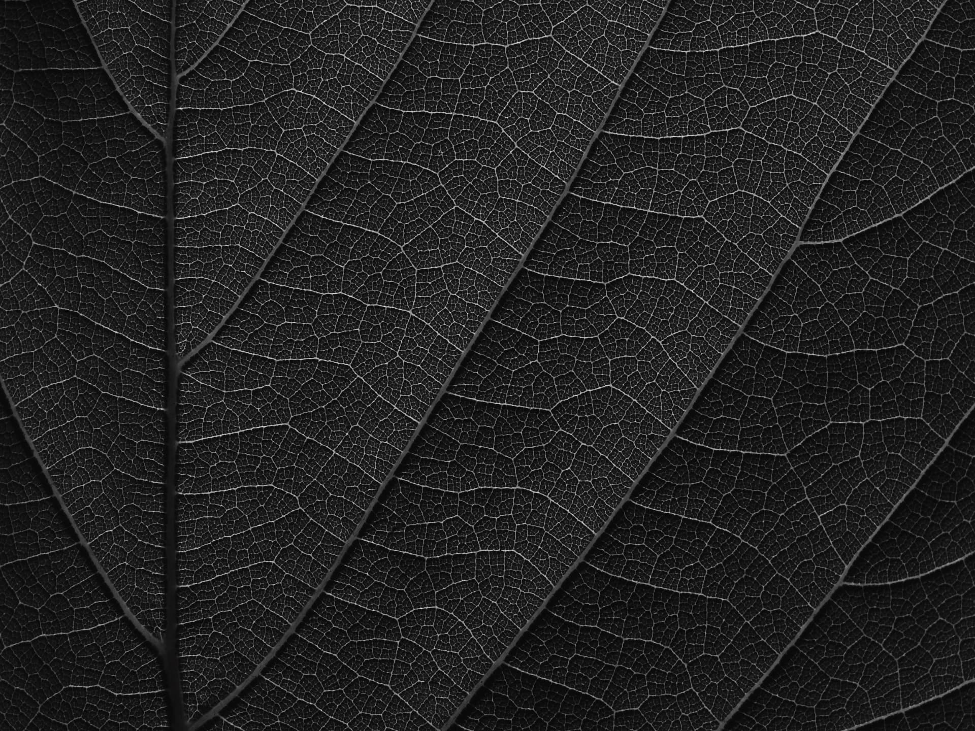 Leaf vein texture