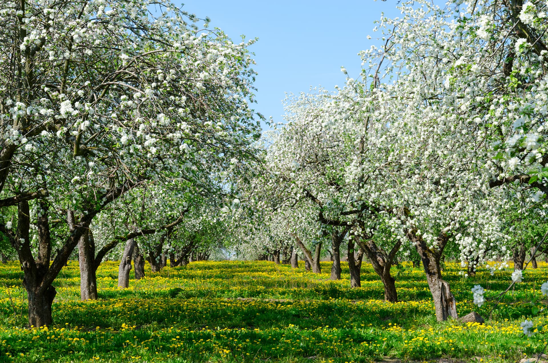 An established Somerset fruit orchard
