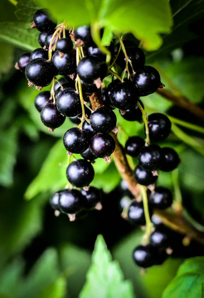 Blackcurrant on the plant