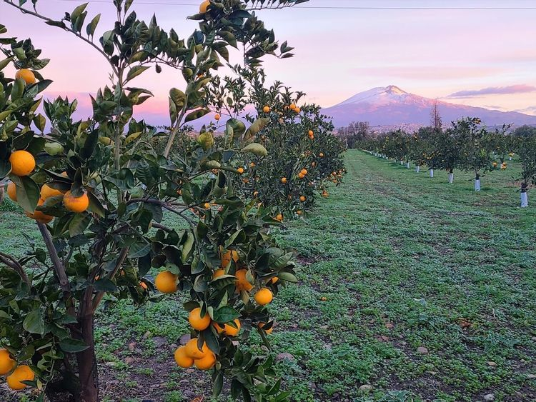 Orange groves below the snow-capped slopes of Mount Etna in Sicily