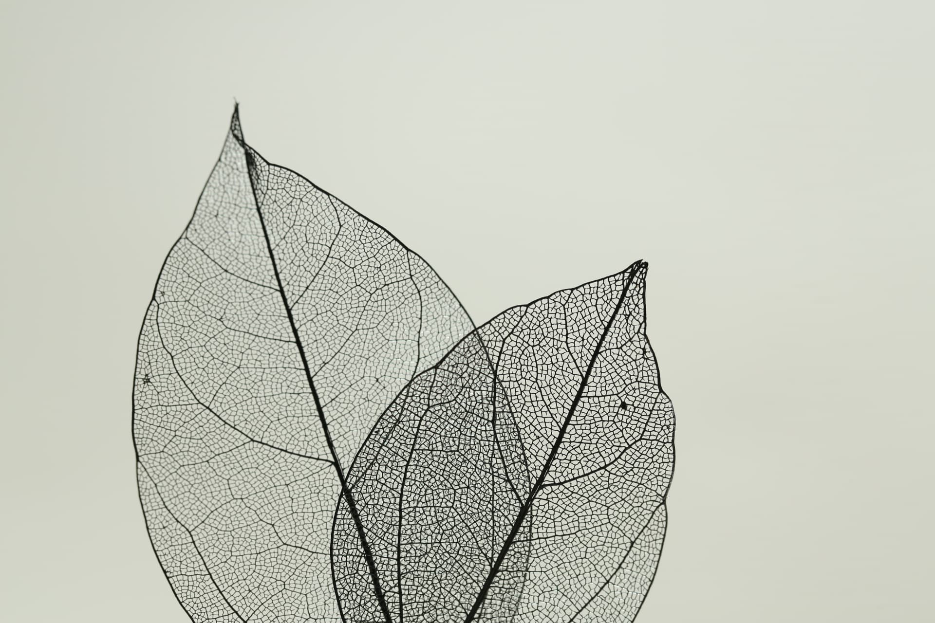 Skeleton leaves, their vein structure recorded as a specimen