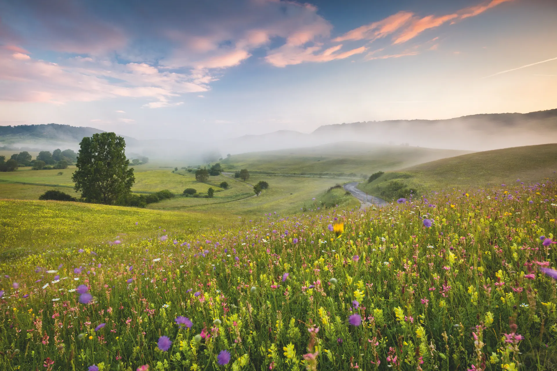 Misty flowering meadow where the wild plum grows