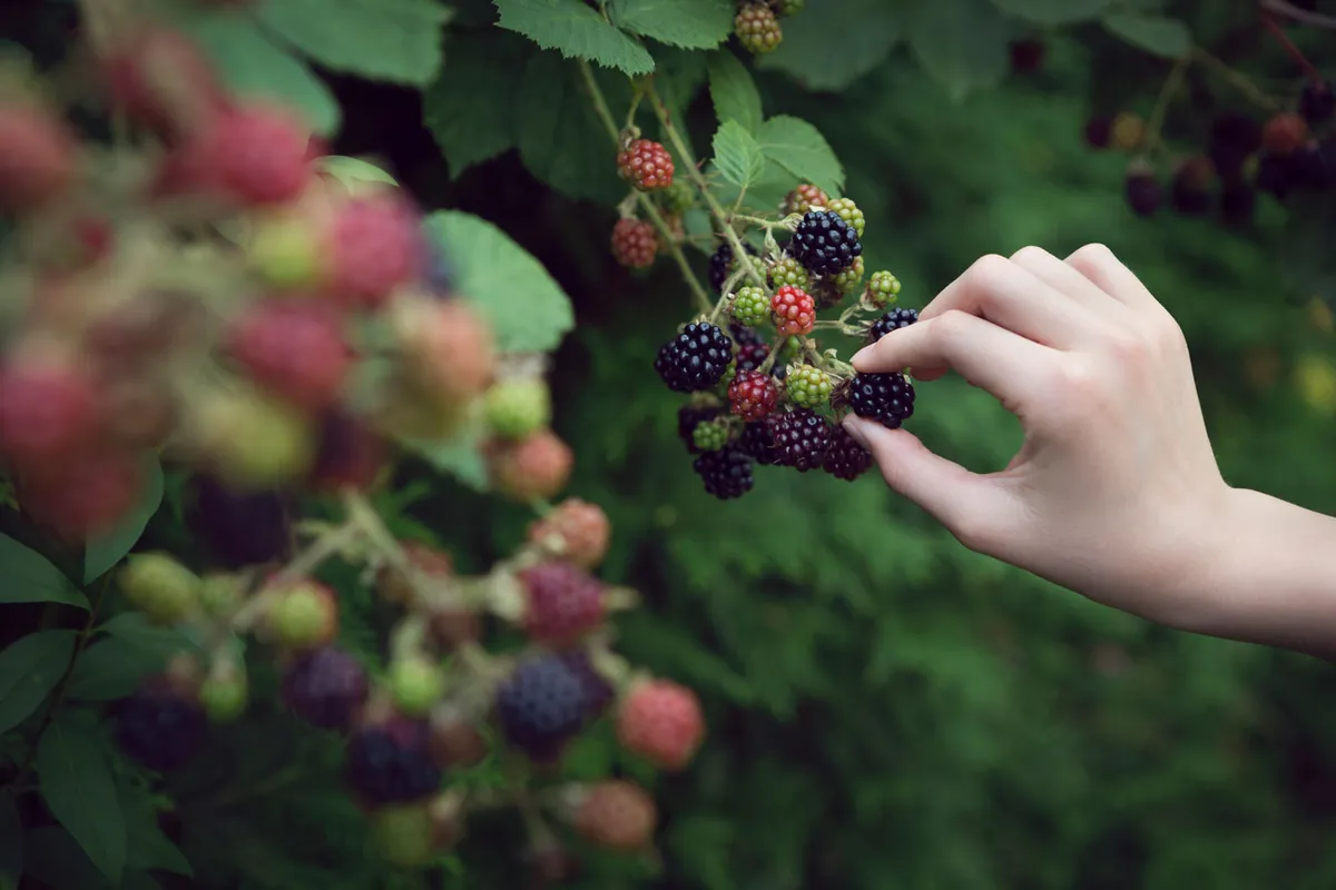A hand picking ripe blackberries from a green hedgerow