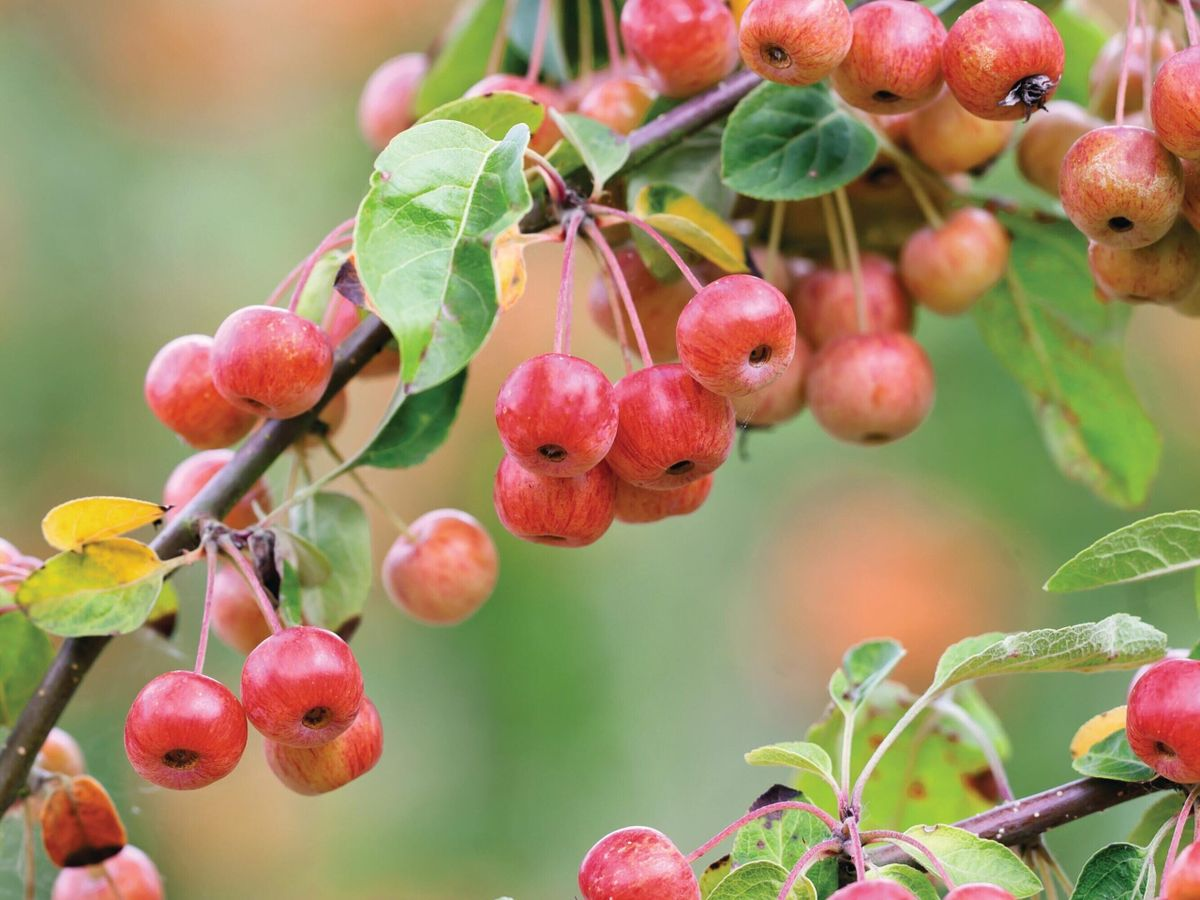Crab apple on the plant