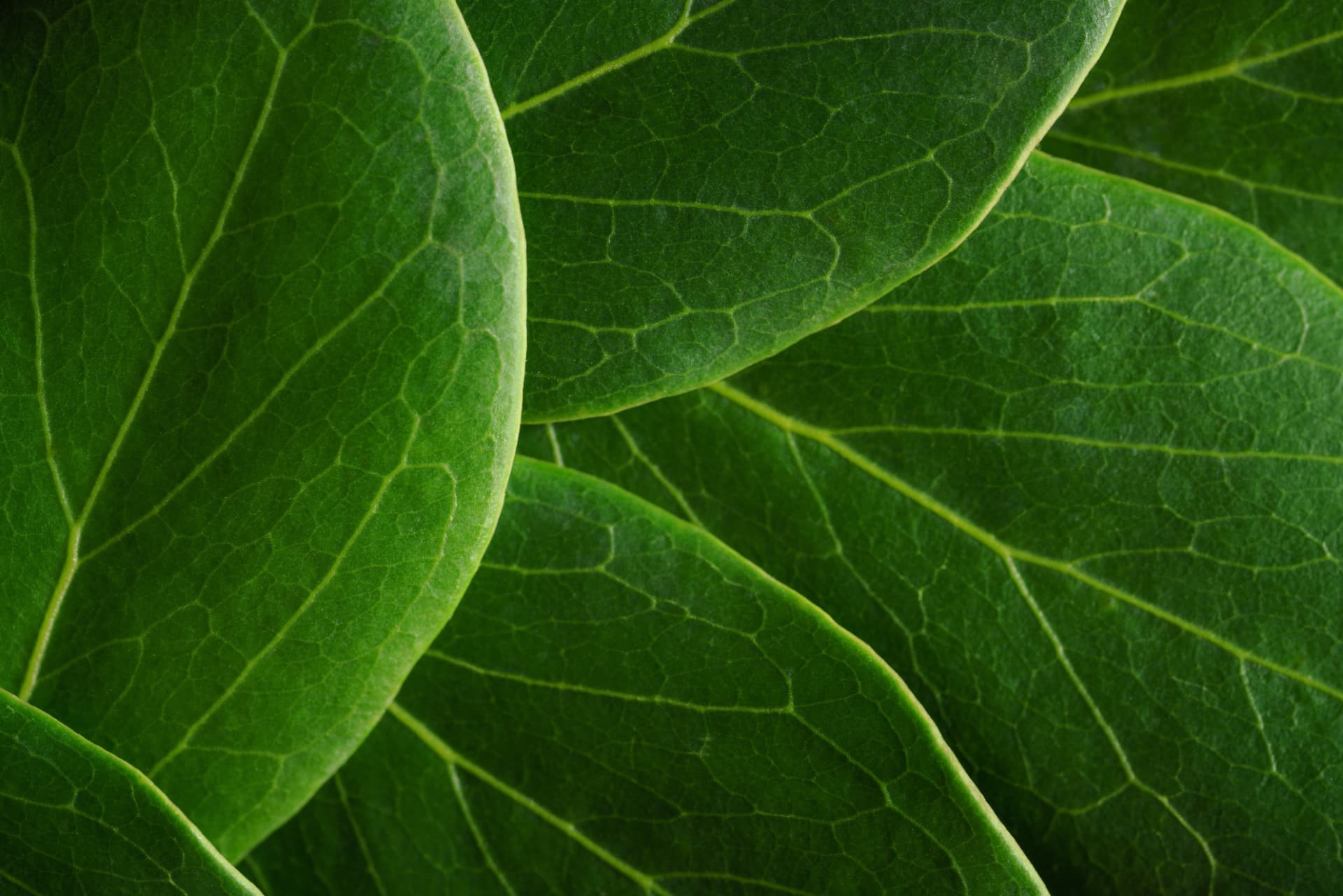 Macro detail of overlapping green leaves, showing the intricate network of veins that distinguishes each harvest