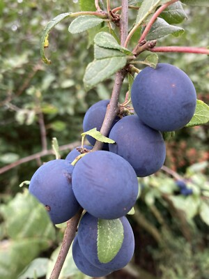 Damson on the plant