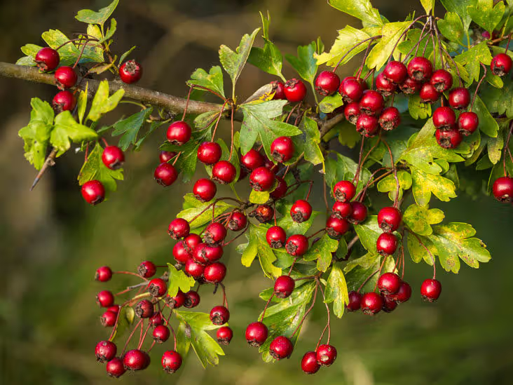 Hawthorn berry on the plant