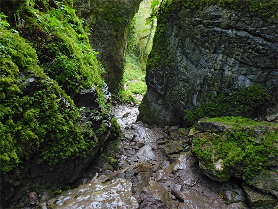 Ebbor Gorge — moss-covered limestone walls in the Mendip Hills
