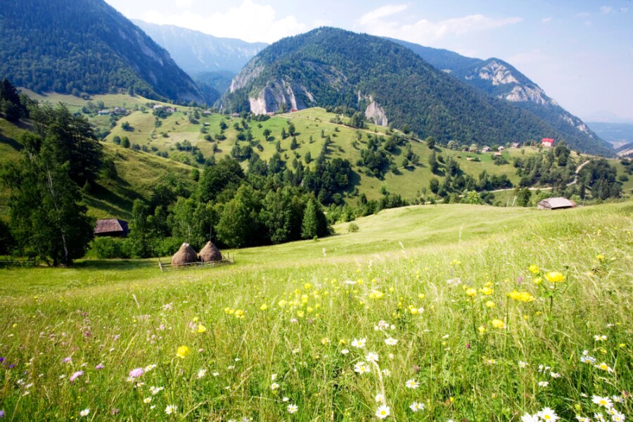 The Ebbor Foundation — living landscapes